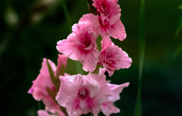 Macro, pink, Gladiolus