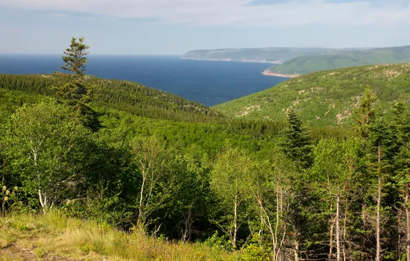 Sea, forest, summer, trees, mountains, coast, horizon, Canada