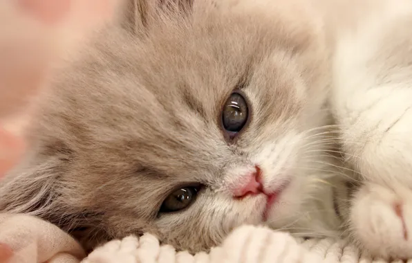 Cat, look, pose, kitty, baby, lies, face, British