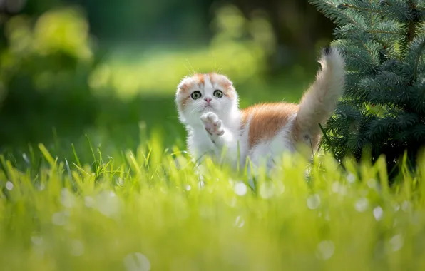 Picture grass, baby, kitty, foot, on the walk, Svetlana Pisareva