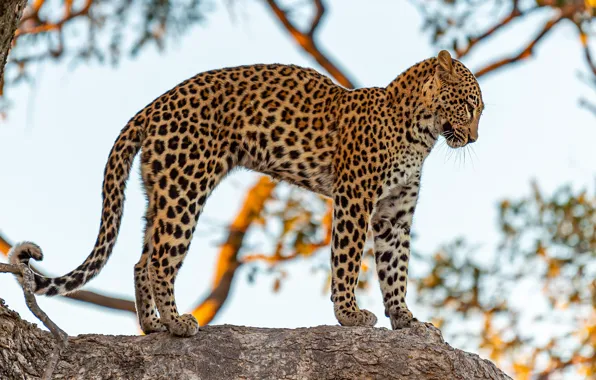 Pose, tree, leopard, profile, is, bitches