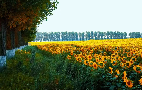 Wallpaper yellow, flowers, plantation, field of sunflowers, trees, foliage, field, summer