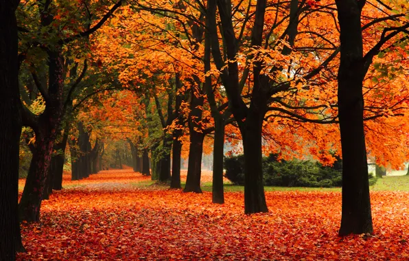 autumn nature wallpaper