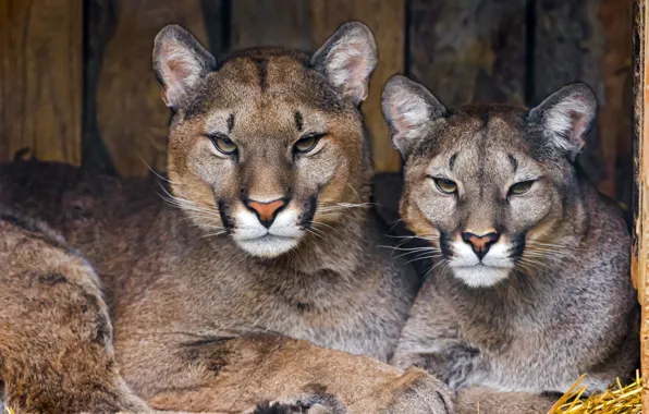 Picture predators, pair, Cougars, pumas