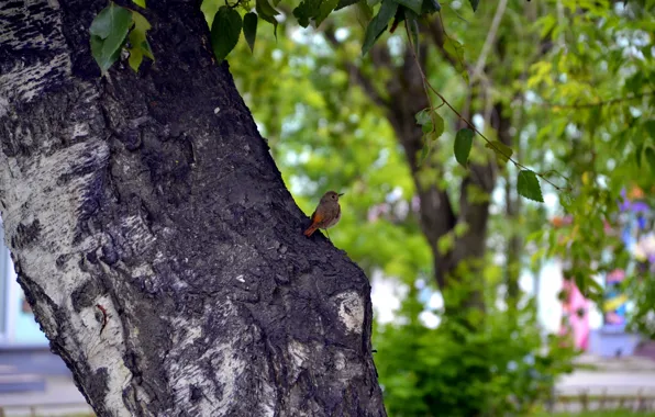 Summer, the city, day, birch, Nightingale
