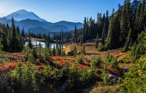 Trees, landscape, mountains, nature, lake, USA, national Park, Mount Rainier