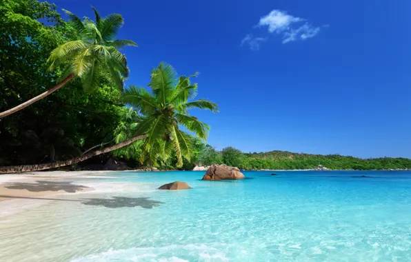 Picture sand, sea, beach, the sky, the sun, tropics, palm trees, the ocean