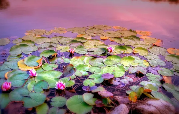 Leaves, flowers, Lily, pond