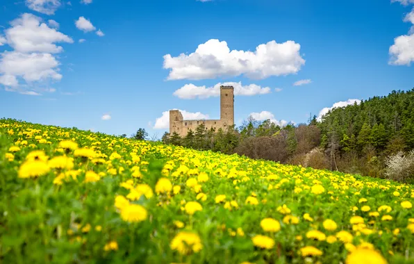 Field, forest, the sky, clouds, flowers, blue, castle, spring