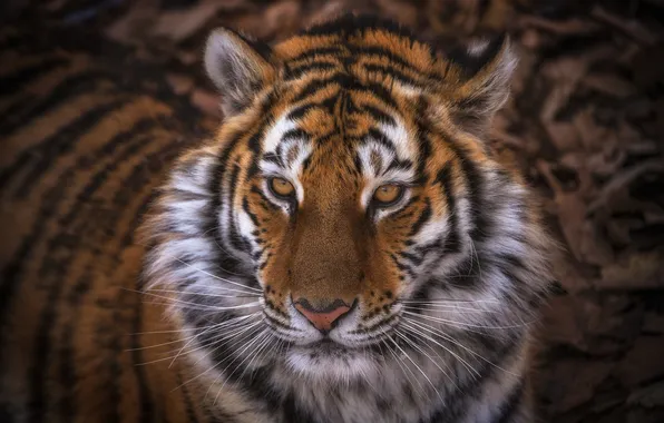 Face, tiger, predator, wild cat, handsome, Alexey Chekalyov