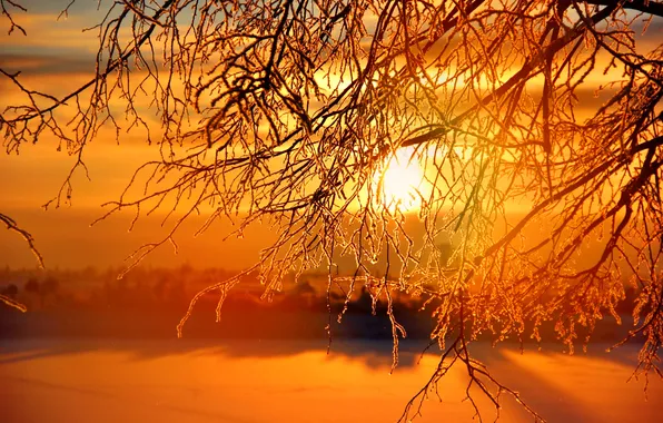 Winter, frost, the sky, the sun, sunset, tree