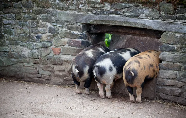 Wall, pigs, pigs, The three little pigs, pigs