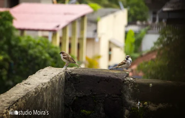 Flower, bird, thanu, petunia, blurring, thanujan, thanujan thanabalasingam, thanujan_t