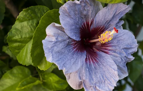 Picture macro, blue, hibiscus