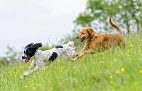 Grass, The game, Running, Dogs, Two, Game, Dogs, Happy Pets