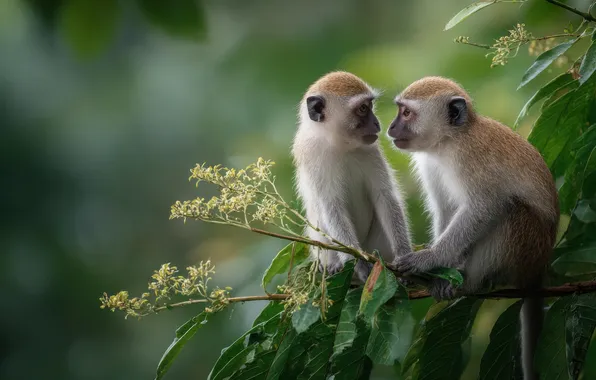 Leaves, branches, monkey, monkey, monkeys, a couple, green background, monkeys