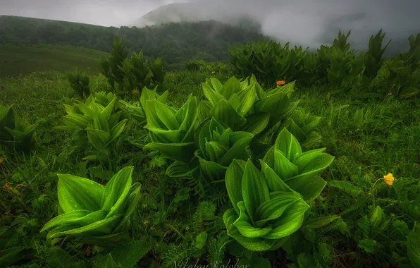 Grass, fog, morning, horizon, green, sheets, Lobel's Hellebore, Kolobov Nikolay