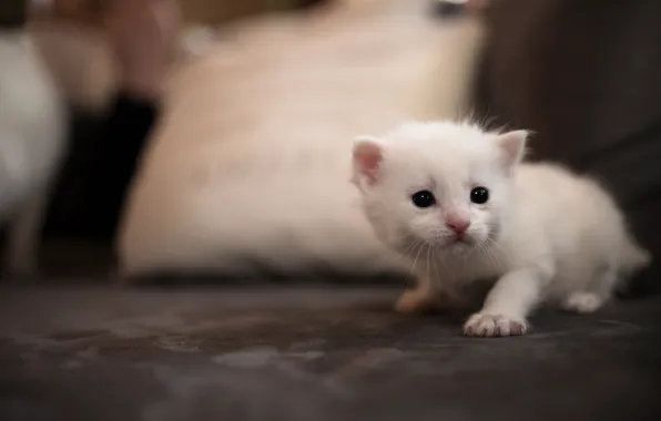 Cat, white, cat, kitty, background, sofa, eyes, small