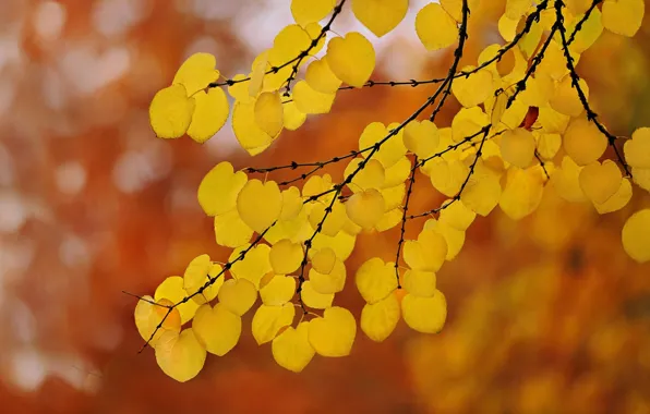 Autumn, leaves, nature