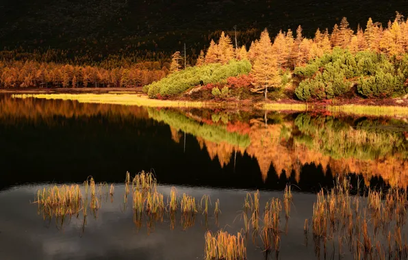 Autumn, landscape, nature, reflection, stream, forest, Kolyma, Maxim Evdokimov