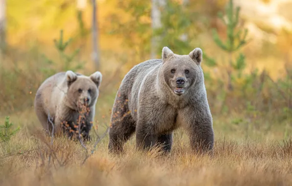 Picture autumn, forest, bear, bear, bear