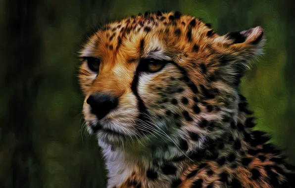 Picture face, predator, Cheetah