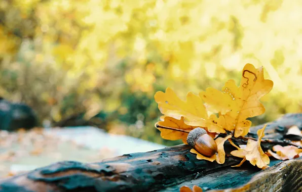 Autumn, leaves, acorn, bokeh