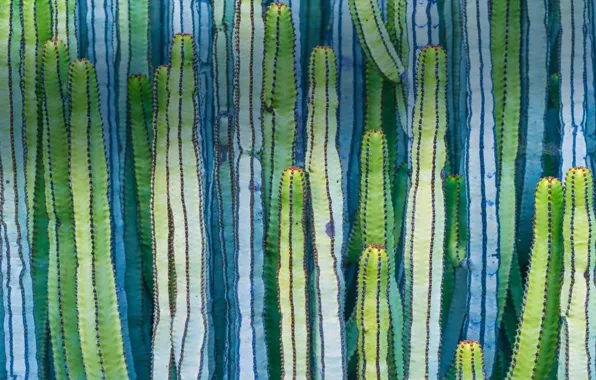 Cactus, Mexico, Pachycereus Of Pringle