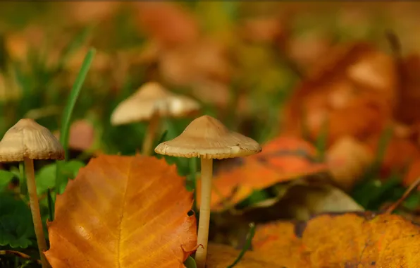 Autumn, Leaves, Mushrooms, Autumn, Bokeh, Bokeh, Leaves, Mushrooms