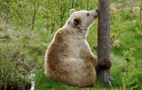 Picture summer, grass, nature, tree, animal, predator, bear, trunk