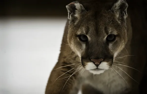 Face, predator, Puma, wild cat, mountain lion, Cougar