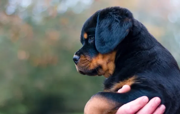 Dog, puppy, profile, bokeh