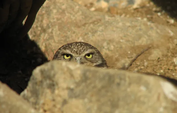 Picture owl, stone, ambush