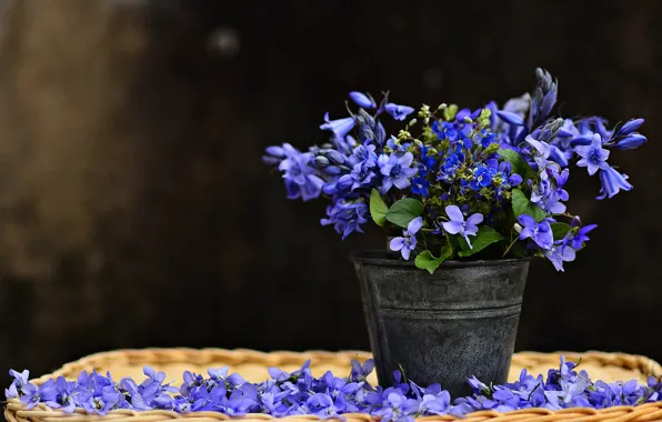 Flowers, bouquet, bells, blue, lilac, violet, forest, viola