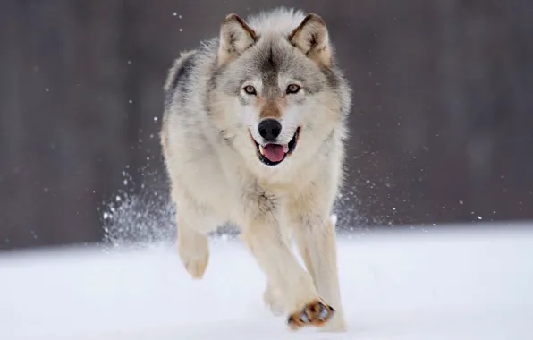 Winter, snow, wolf