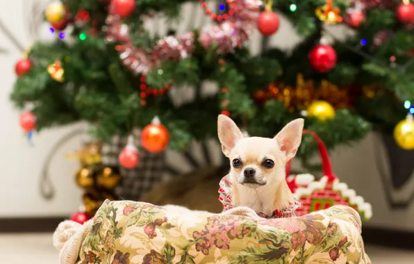 Look, balls, pose, room, dog, Christmas, outfit, puppy