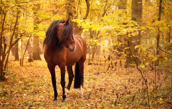 Autumn, nature, horse