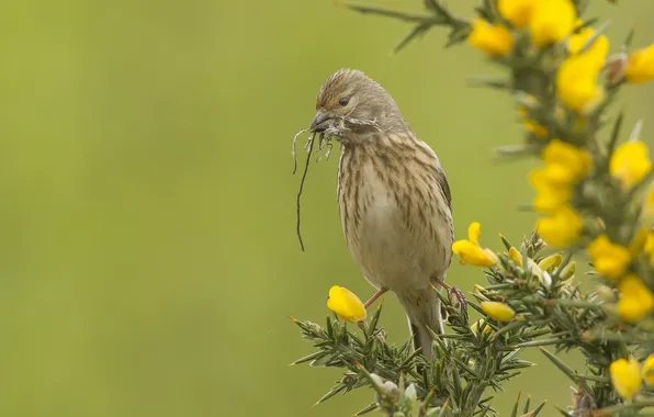Needles, branches, bird, Konoplyanka, repalov