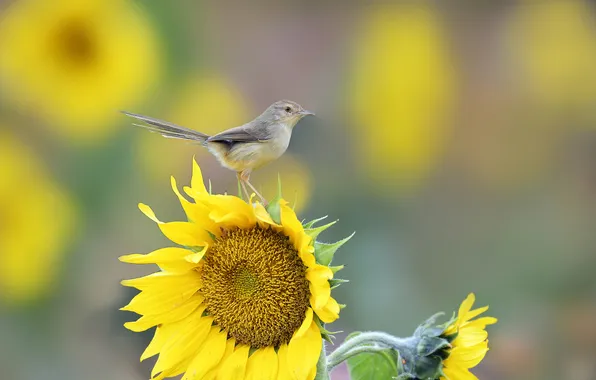 Picture flower, bird, sunflower