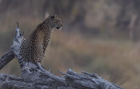 Nature, background, leopard, DUELL ©