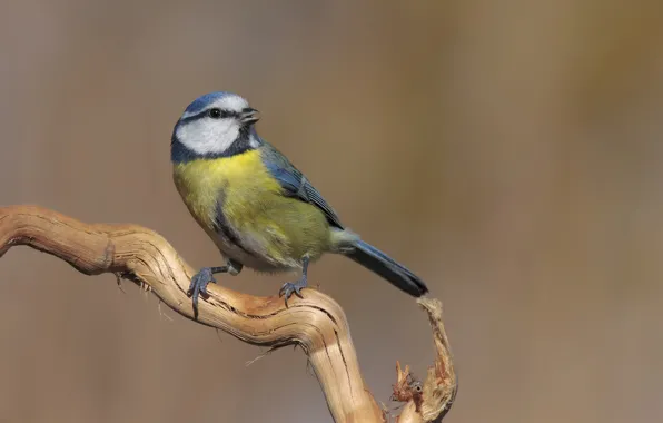Sprig, background, bird, tit