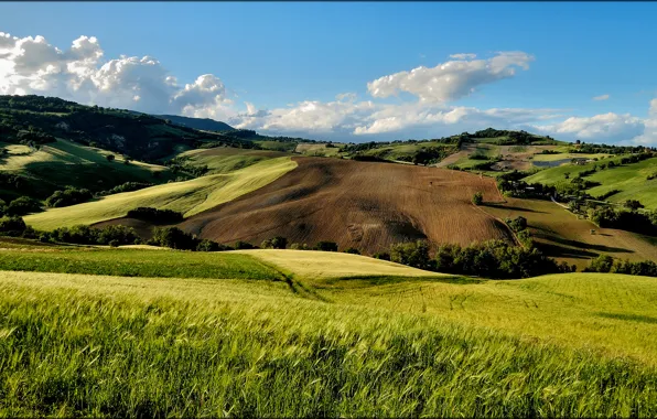 Field, summer, trees, hills, Italia, San Severino