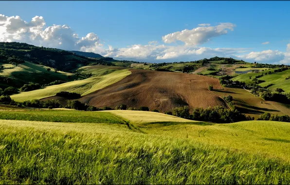 Picture summer, trees, hills, field, Italia, San Severino
