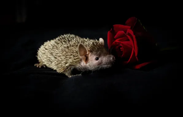 Flower, look, rose, muzzle, fabric, hedgehog, black background, red