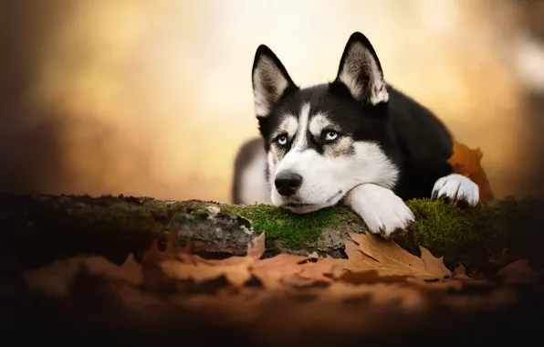 Picture autumn, look, face, leaves, dog, bokeh, Husky