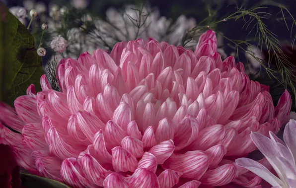 Macro, pink, petals, chrysanthemum