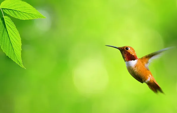 Sheet, green, Hummingbird