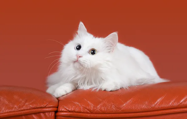 Cat, white, cat, look, orange, background, sofa, fluffy
