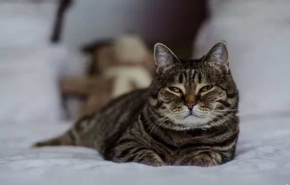 Cat, Cat, Rocky, Beautiful