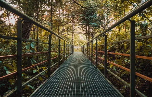 Trees, bridge, nature, plants, the bushes, iron